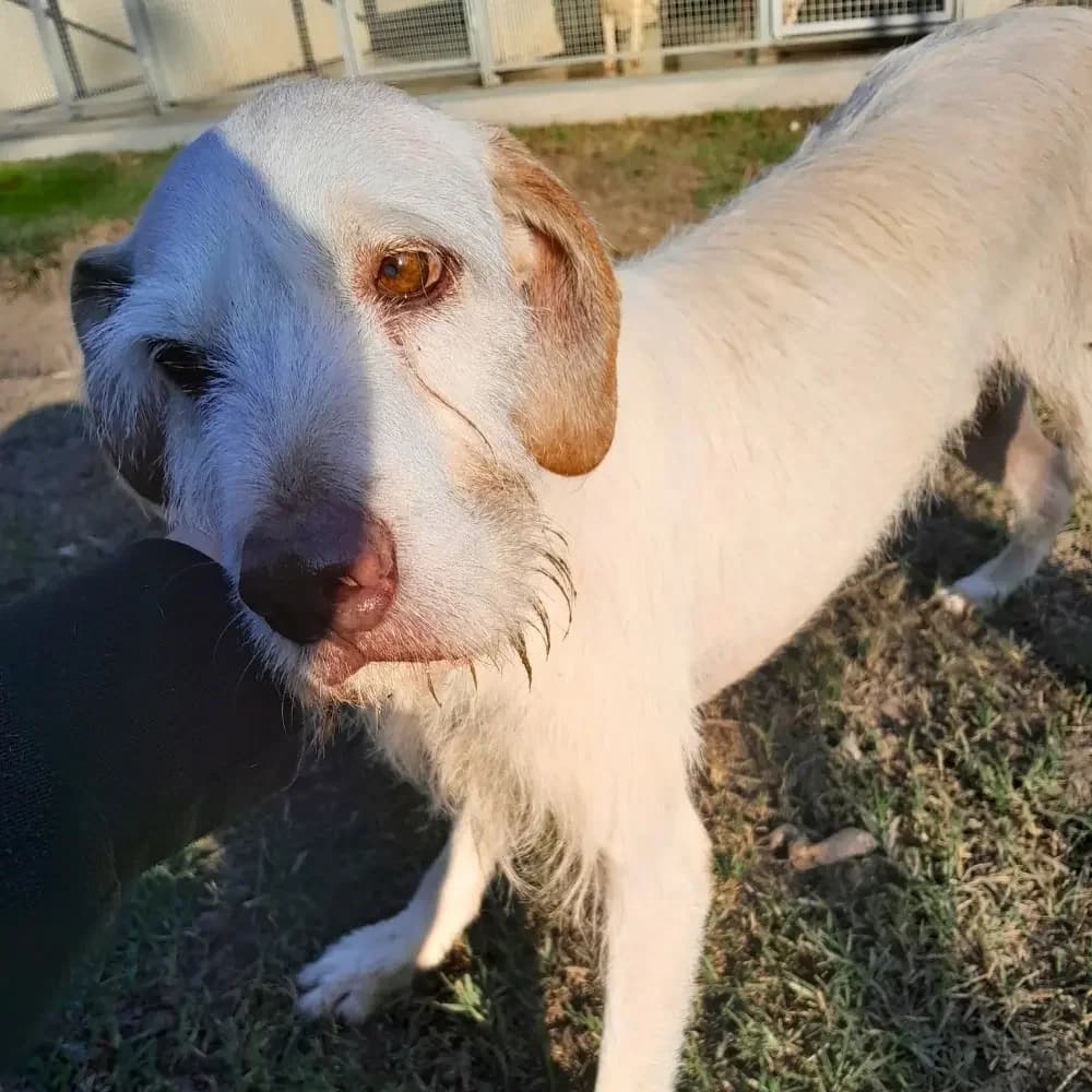 Buck, male senior Mixed Breed for adoption at Canile di Comacchio