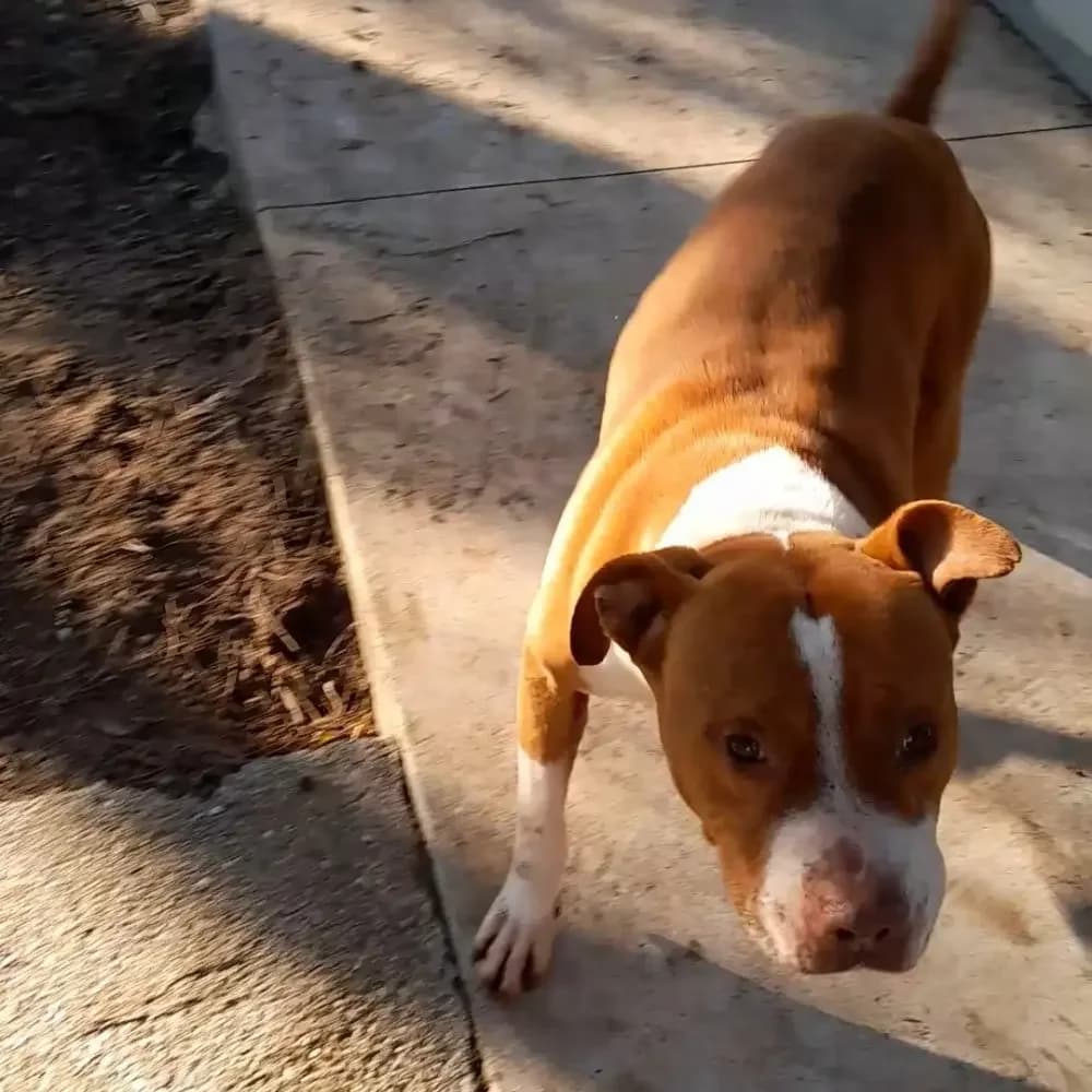 Ecthor, male senior Pit Bull Terrier for adoption at Canile di Comacchio