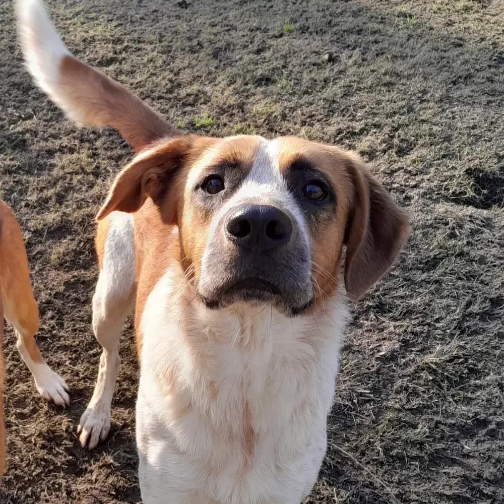 Gigi, male puppy mixed breed for adoption at Canile di Comacchio