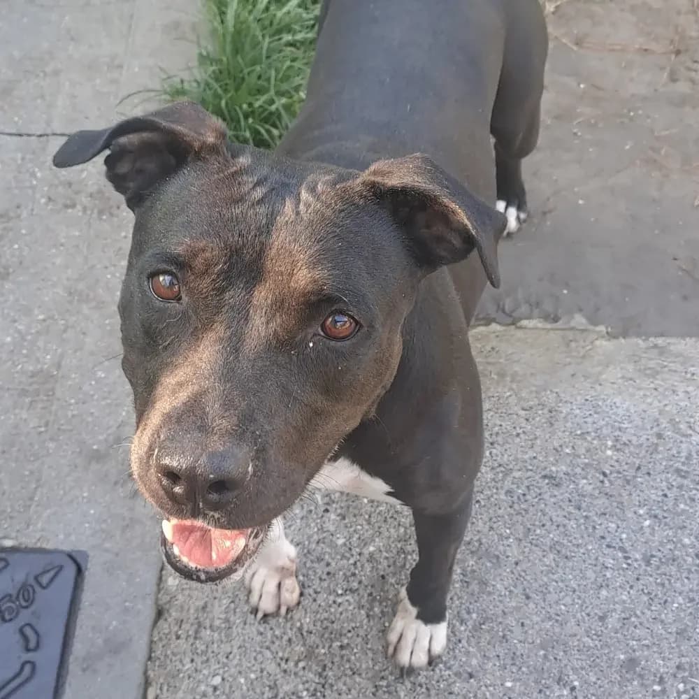 Kira,  6yo Pit Bull Terrier for adoption at Canile di Comacchio
