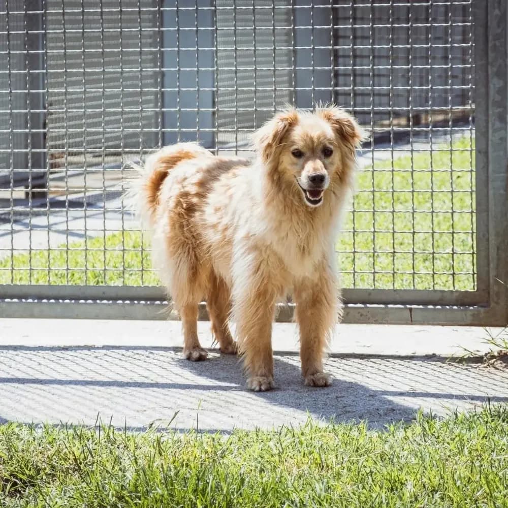 Linus, male senior mixed breed for adoption at Canile di Comacchio