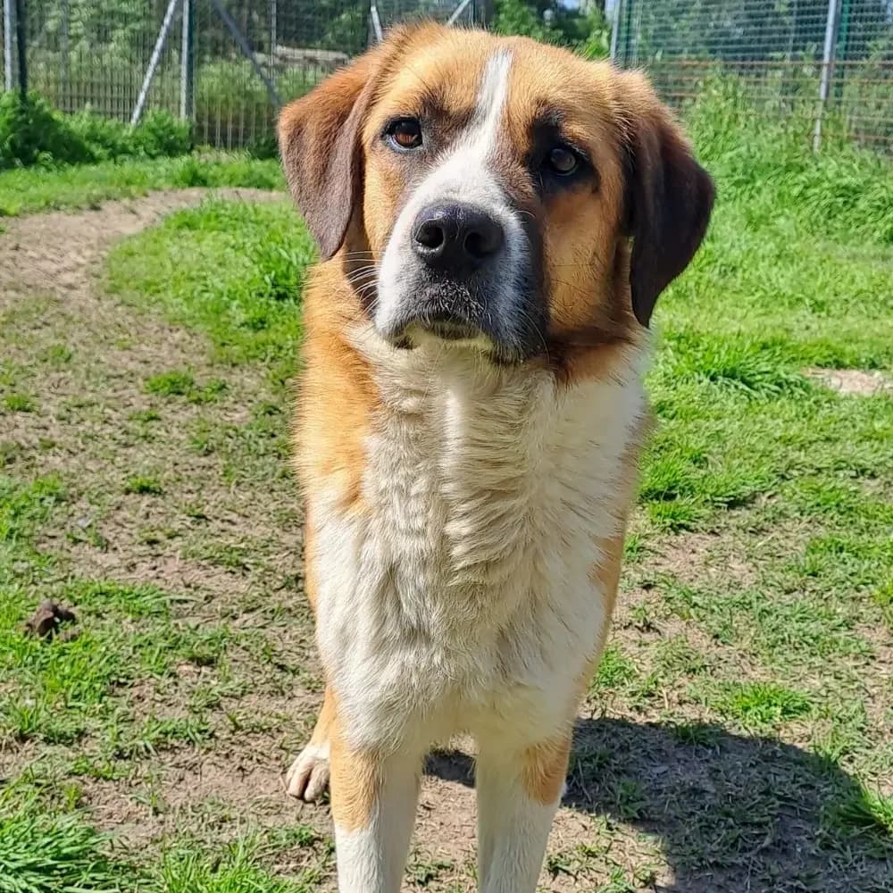 Luna, female 3yo Mixed Breed for adoption at Canile di Comacchio