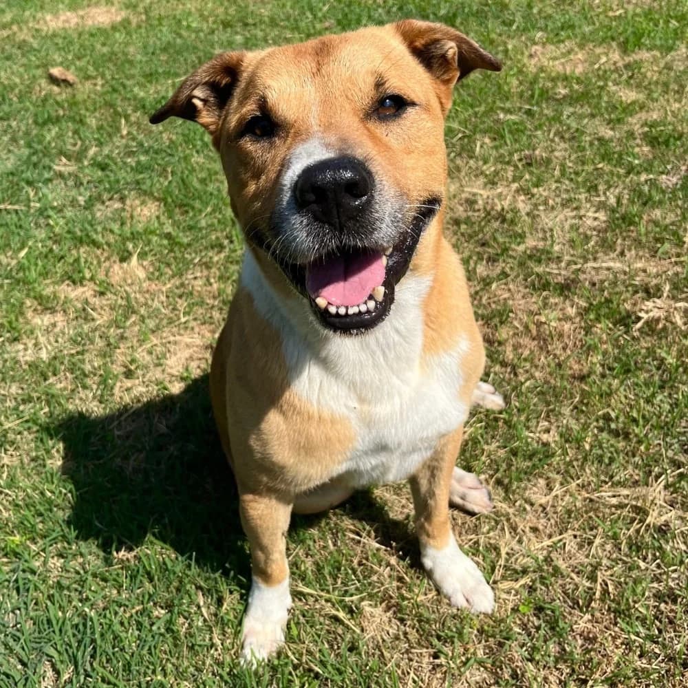 Macchia, male senior Mixed Breed for adoption at Canile di Comacchio