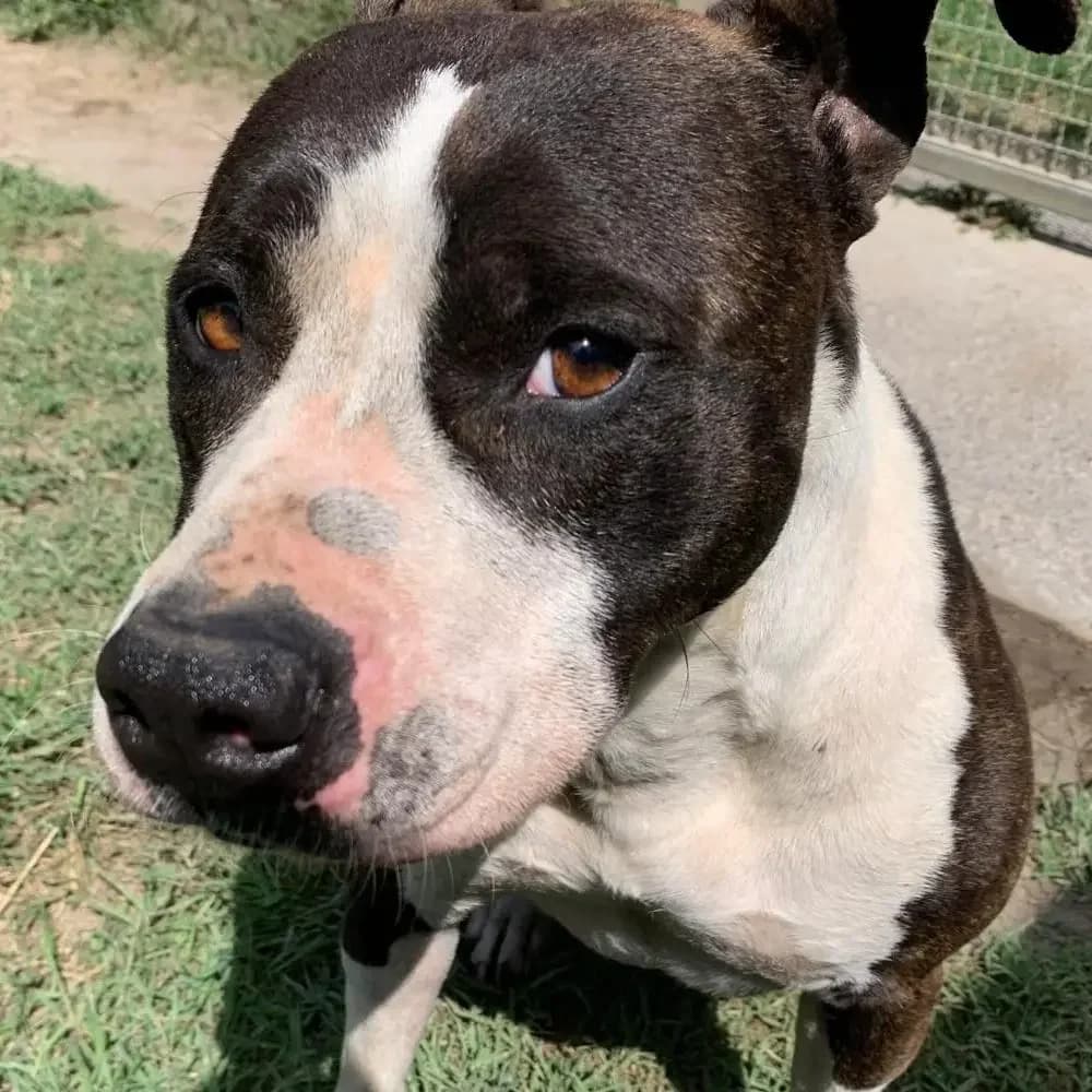 Raglia,  puppy Pit Bull Terrier for adoption at Canile di Comacchio