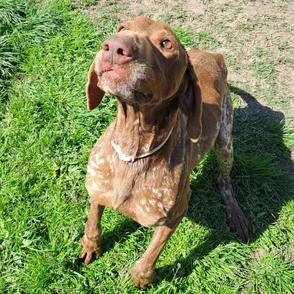 Sei, male senior Mixed Breed for adoption at Canile di Comacchio