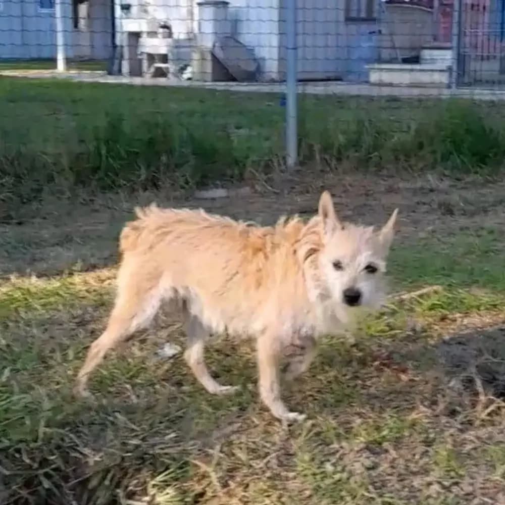 Zampa, male senior Mixed Breed for adoption at Canile di Comacchio