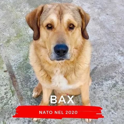 BAX, male Mixed Breed for adoption at Canile di Cremona, Cremona