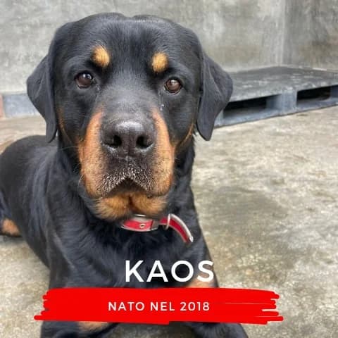 KAOS, male Mixed Breed for adoption at Canile di Cremona, Cremona