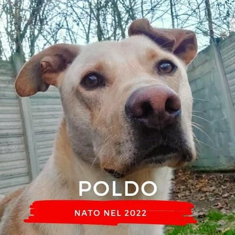 POLDO, male Mixed Breed for adoption at Canile di Cremona, Cremona