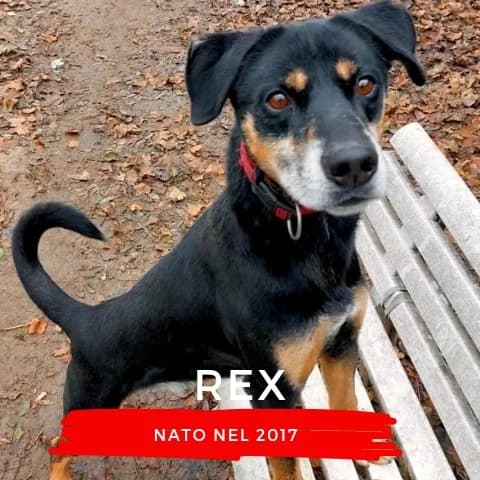 REX, male Mixed Breed for adoption at Canile di Cremona, Cremona