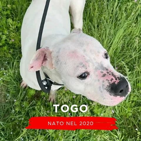 TOGO, male Mixed Breed for adoption at Canile di Cremona, Cremona