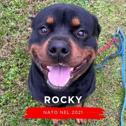 ROCKY, male Mixed Breed for adoption at Canile di Cremona, Cremona