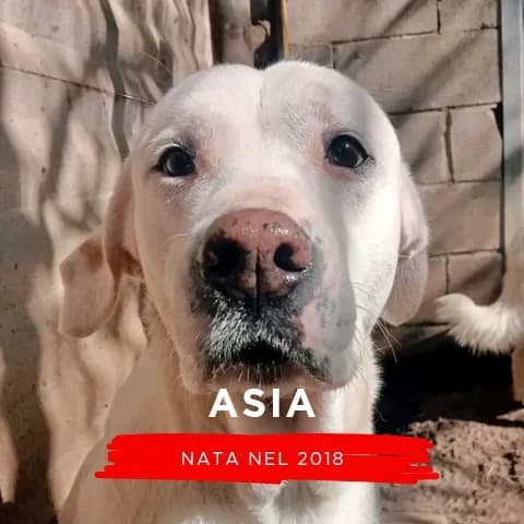 ASIA, female Mixed Breed for adoption at Canile di Cremona, Cremona