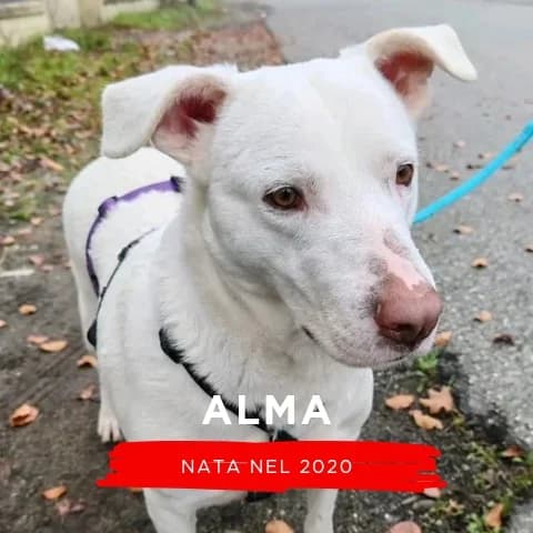 ALMA, male Mixed Breed for adoption at Canile di Cremona, Cremona