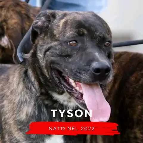 TYSON, male Mixed Breed for adoption at Canile di Cremona, Cremona