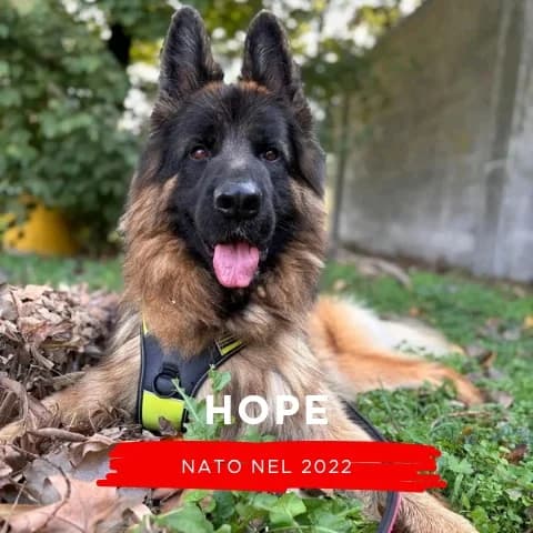 HOPE, male Mixed Breed for adoption at Canile di Cremona, Cremona