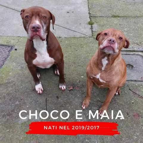 CHOCO e MAIA, male Mixed Breed for adoption at Canile di Cremona, Cremona