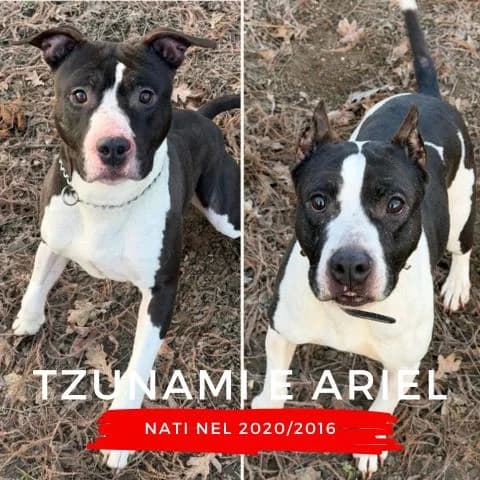 TZUNAMI E ARIEL, male Mixed Breed for adoption at Canile di Cremona, Cremona