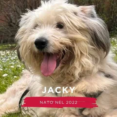 JACKY, male Mixed Breed for adoption at Canile di Cremona, Cremona