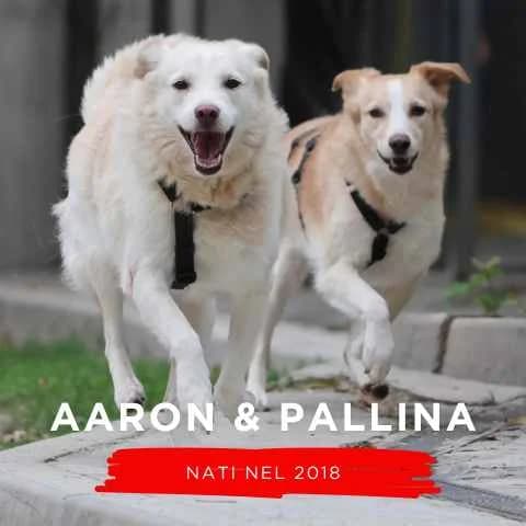 AARON E PALLINA, male Mixed Breed for adoption at Canile di Cremona, Cremona