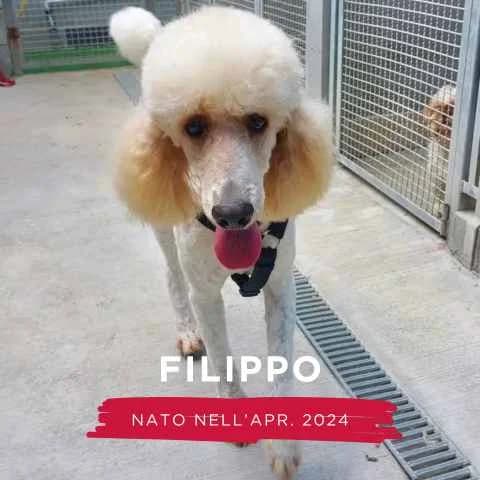 FILIPPO, male Mixed Breed for adoption at Canile di Cremona, Cremona