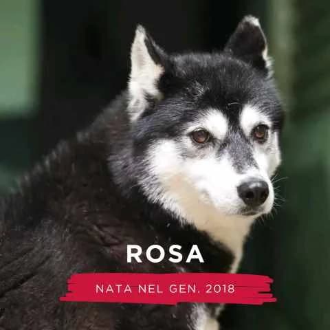 ROSA, Mixed Breed (Canile di Cremona)
