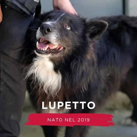 LUPETTO, male Mixed Breed for adoption at Canile di Cremona, Cremona