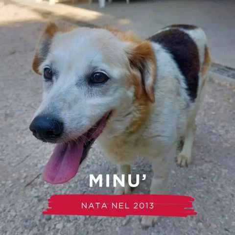 MINU’, female Mixed Breed for adoption at Canile di Cremona, Cremona