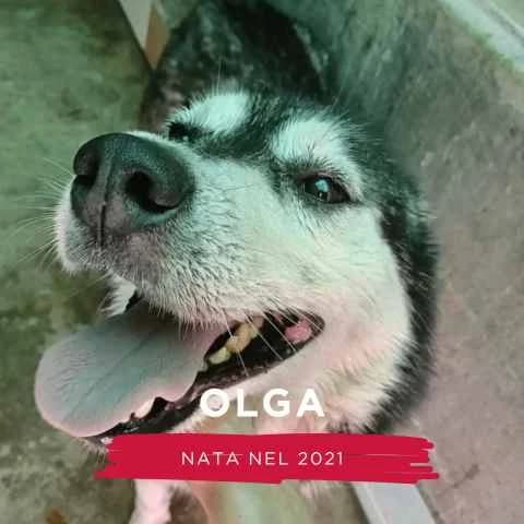 OLGA, female Mixed Breed for adoption at Canile di Cremona, Cremona