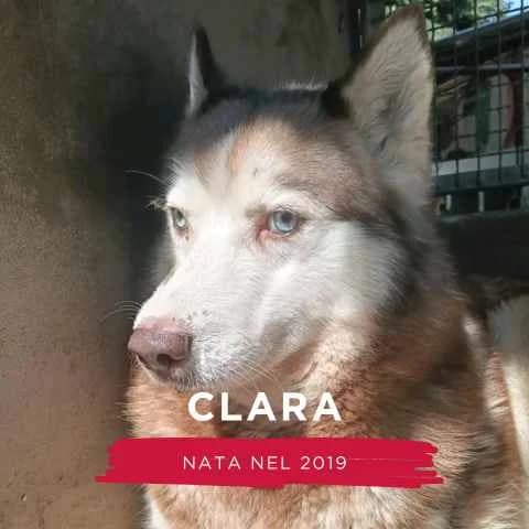 CLARA, female Mixed Breed for adoption at Canile di Cremona, Cremona