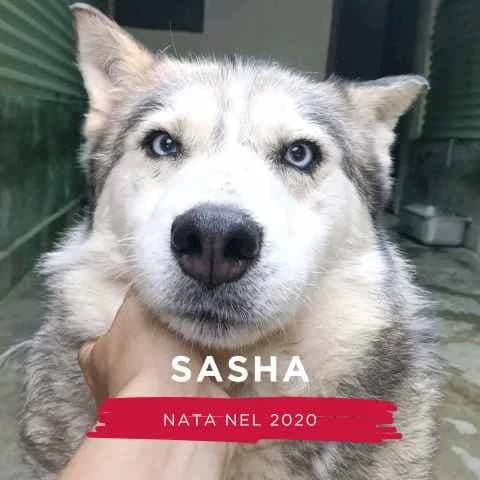 SASHA, female Mixed Breed for adoption at Canile di Cremona, Cremona