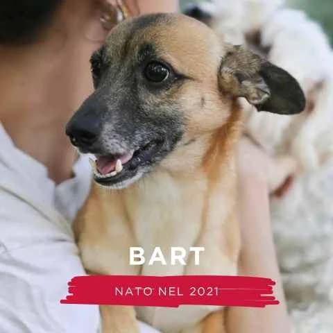 BART, male Mixed Breed for adoption at Canile di Cremona, Cremona