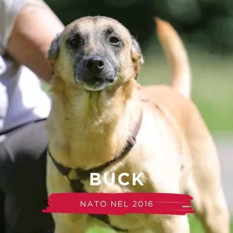 BUCK, male Mixed Breed for adoption at Canile di Cremona, Cremona
