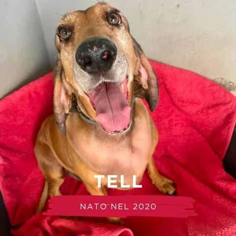 TELL, male Mixed Breed for adoption at Canile di Cremona, Cremona