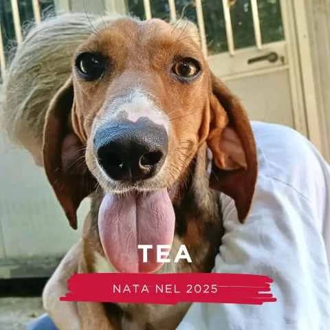 TEA, female Mixed Breed for adoption at Canile di Cremona, Cremona