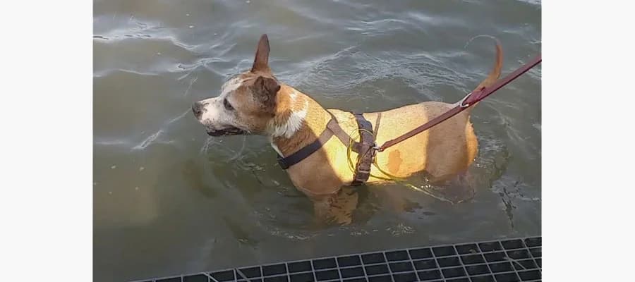 Mia,  Mixed Breed for adoption at Lucky Paws North Macedonia, Skopje