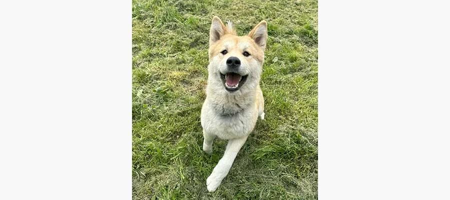 Diana, female 3yo Mixed Breed for adoption at Compagni di Strada - Canile di Desenzano