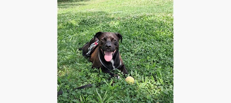 Pasticcina, female 6yo Mixed Breed for adoption at Compagni di Strada - Canile di Desenzano