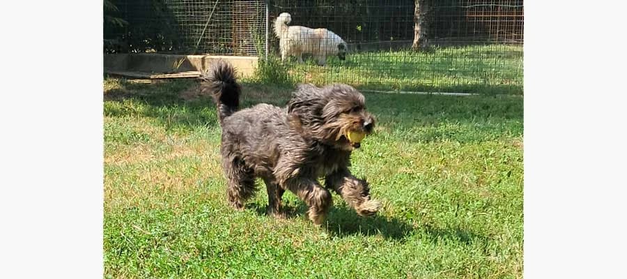 Bonito, male Mixed Breed for adoption at Compagni di Strada - Canile di Desenzano