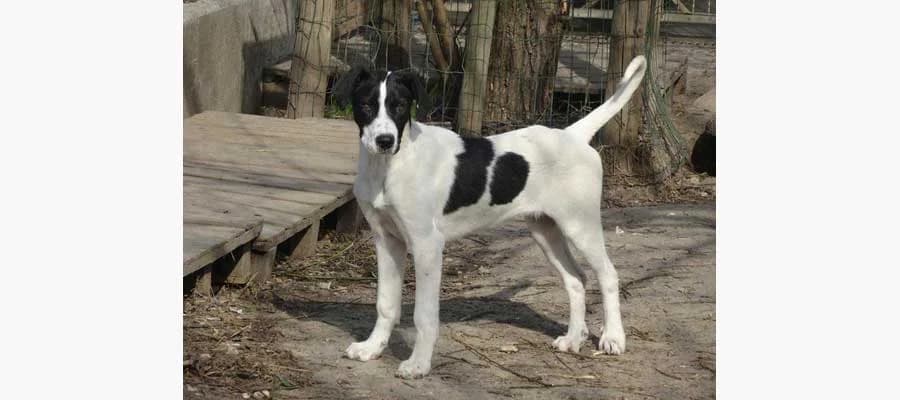 Tappo, male senior Mixed Breed for adoption at Compagni di Strada - Canile di Desenzano