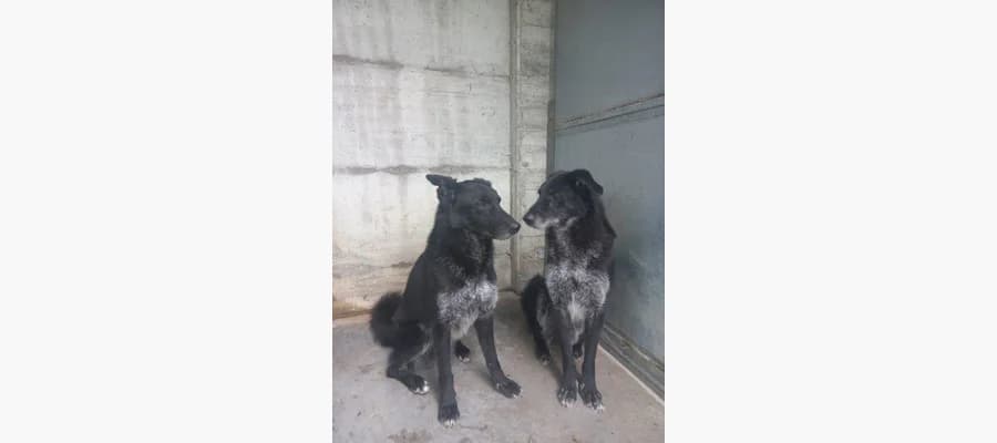 Dorian e Martino, male 7yo Mixed Breed for adoption at Compagni di Strada - Canile di Desenzano