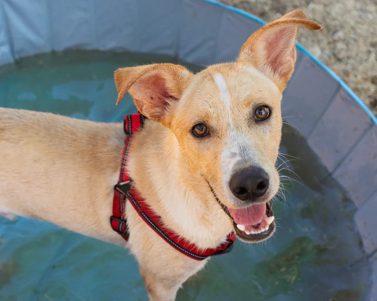 Achille, male Mixed Breed for adoption at Canile di Monopoli, Monopoli (BA)
