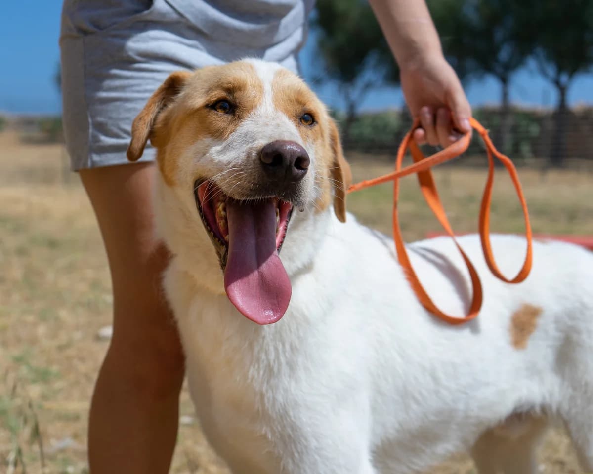 Bambi, male Mixed Breed for adoption at Canile di Monopoli, Monopoli (BA)