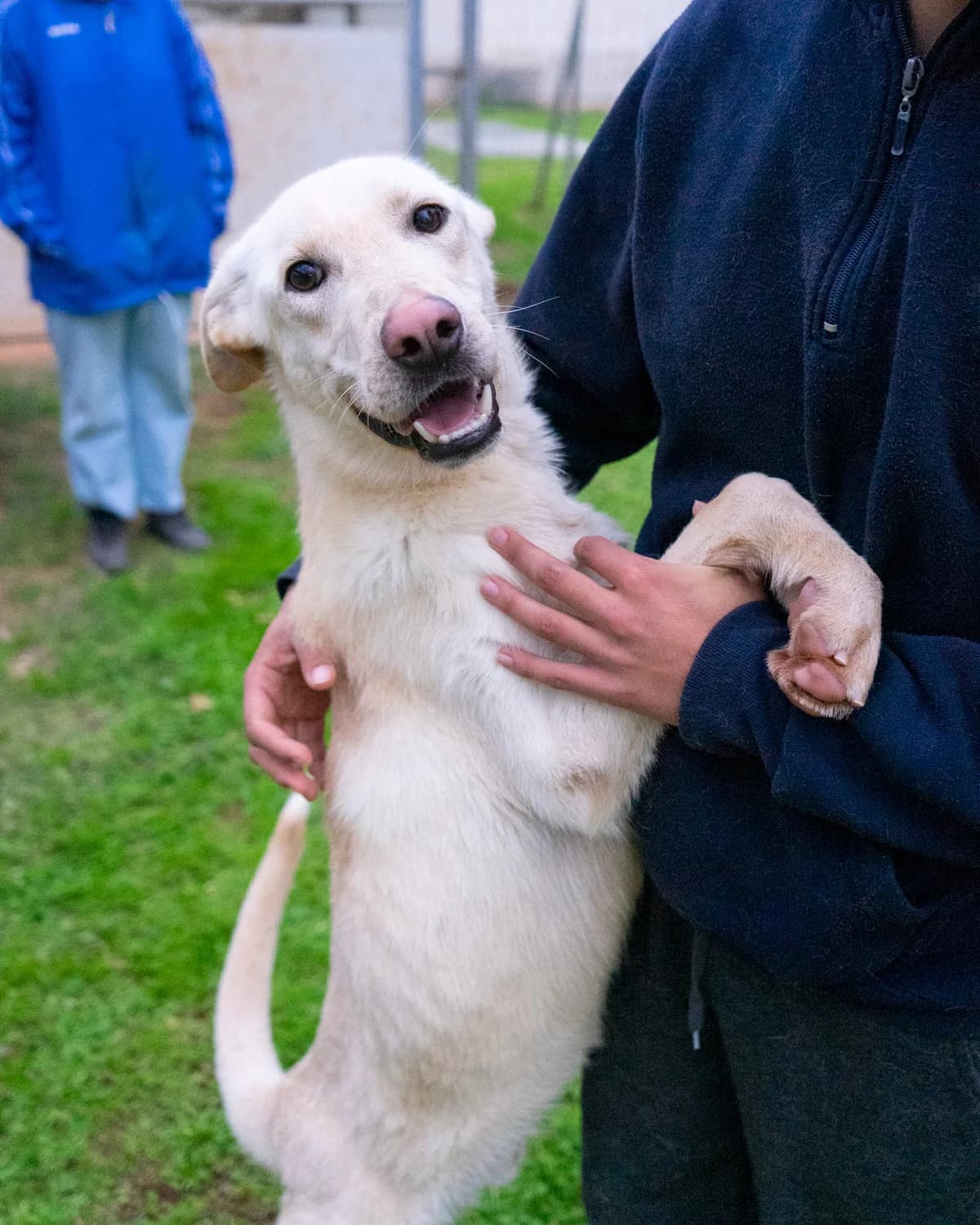 Cip, male Mixed Breed for adoption at Canile di Monopoli, Monopoli (BA)