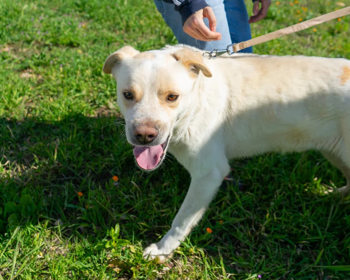 Sumo, male Mixed Breed for adoption at Canile di Monopoli, Monopoli (BA)