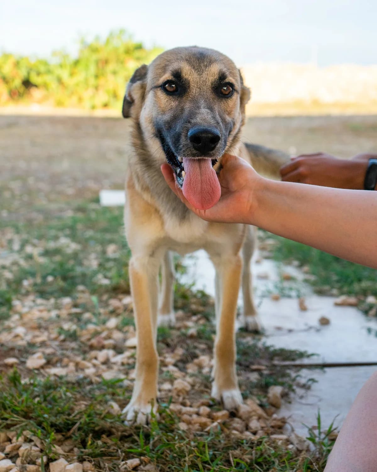 Gigio, male Mixed Breed for adoption at Canile di Monopoli, Monopoli (BA)