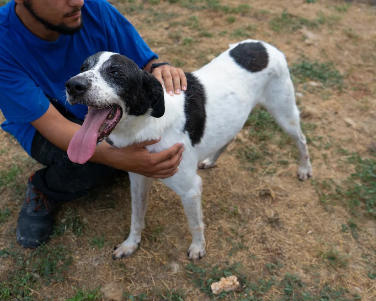 Guglielmo, male Mixed Breed for adoption at Canile di Monopoli, Monopoli (BA)