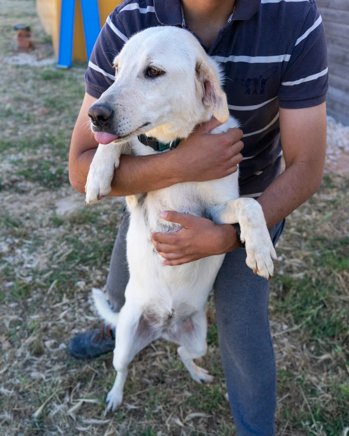 Joy, female Mixed Breed for adoption at Canile di Monopoli, Monopoli (BA)