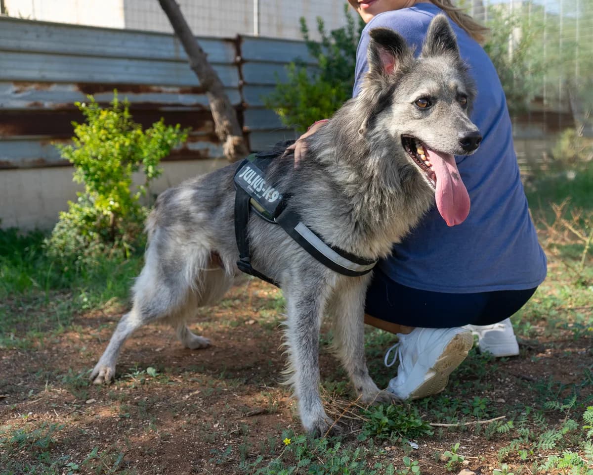 Claudio, male Mixed Breed for adoption at Canile di Monopoli, Monopoli (BA)