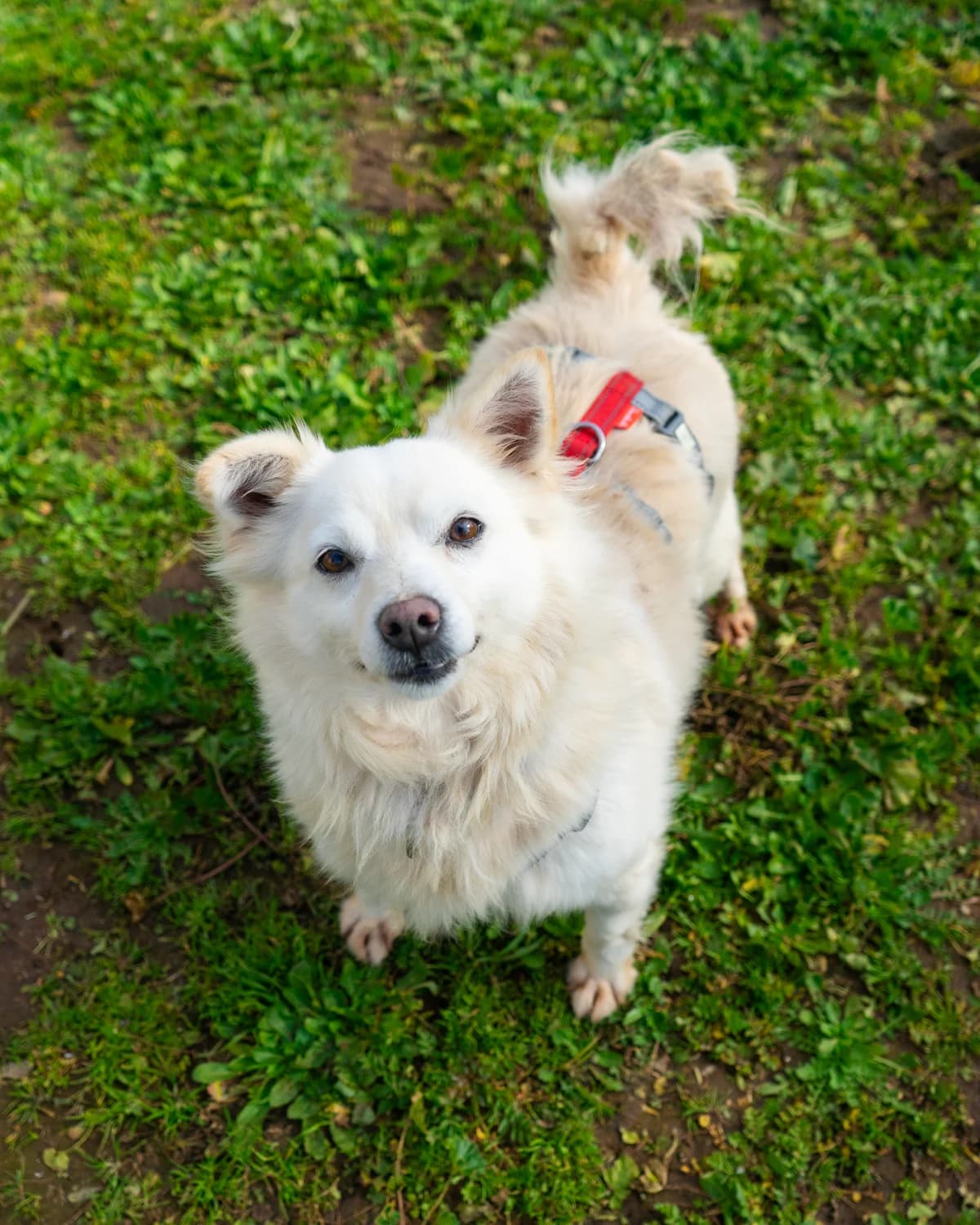 Lola, female Mixed Breed for adoption at Canile di Monopoli, Monopoli (BA)